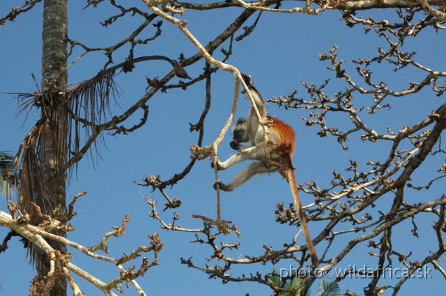 DSC_1080.JPG - Zanzibar Red Colobus Monkey (Piliocolobus kirkii), 2006