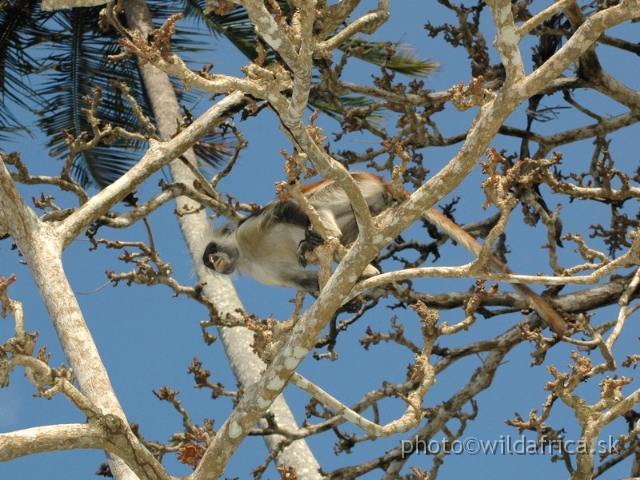 DSC_1082.JPG - Zanzibar Red Colobus Monkey (Piliocolobus kirkii), 2006