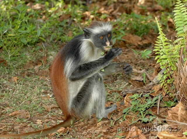 DSC_1084.JPG - Zanzibar Red Colobus Monkey (Piliocolobus kirkii), 2006