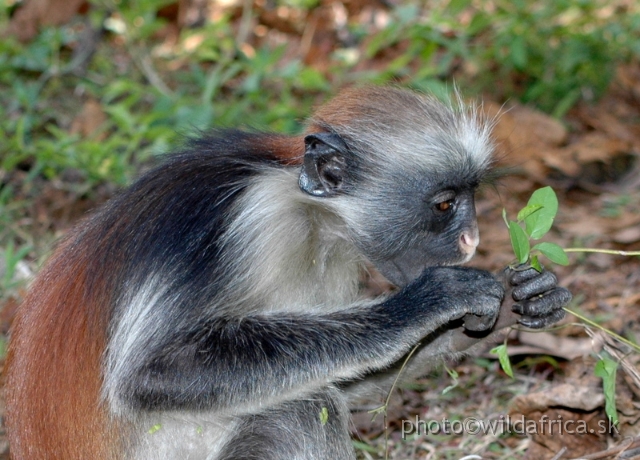 DSC_1085.JPG - Zanzibar Red Colobus Monkey (Piliocolobus kirkii), 2006