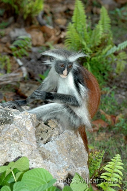 DSC_1087.JPG - Zanzibar Red Colobus Monkey (Piliocolobus kirkii), 2006