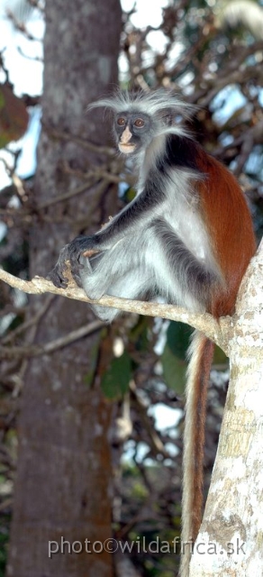 DSC_1091.JPG - Zanzibar Red Colobus Monkey (Piliocolobus kirkii), 2006