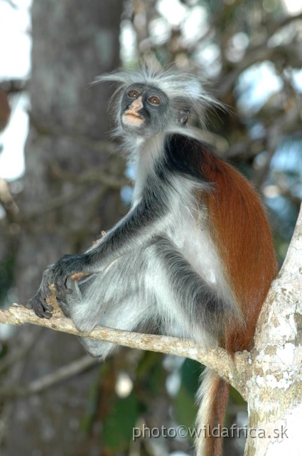 DSC_1094.JPG - Zanzibar Red Colobus Monkey (Piliocolobus kirkii), 2006