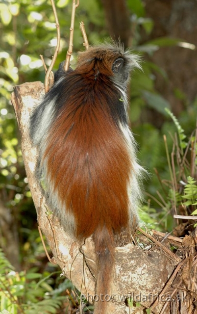 DSC_1096.JPG - Zanzibar Red Colobus Monkey (Piliocolobus kirkii), 2006
