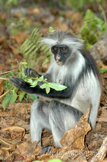 DSC_1099.JPG - Zanzibar Red Colobus Monkey (Piliocolobus kirkii), 2006