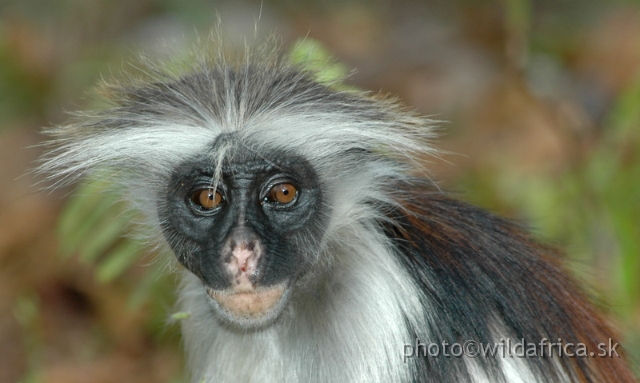 DSC_1103.JPG - Zanzibar Red Colobus Monkey (Piliocolobus kirkii), 2006