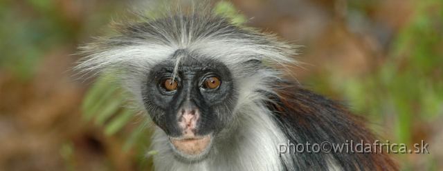 DSC_1104.JPG - Zanzibar Red Colobus Monkey (Piliocolobus kirkii), 2006