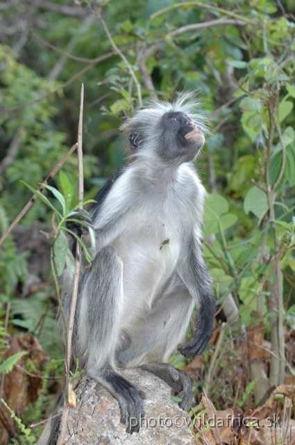 DSC_1108.JPG - Zanzibar Red Colobus Monkey (Piliocolobus kirkii), 2006