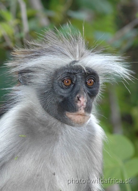 DSC_1109.JPG - Zanzibar Red Colobus Monkey (Piliocolobus kirkii), 2006