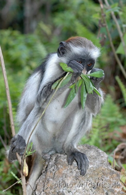 DSC_1111.JPG - Zanzibar Red Colobus Monkey (Piliocolobus kirkii), 2006