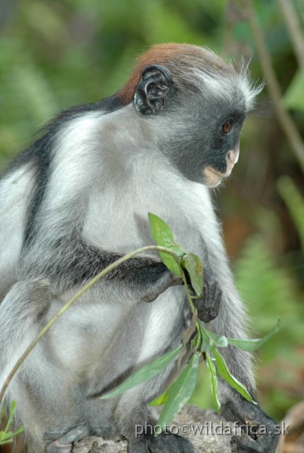 DSC_1112.JPG - Zanzibar Red Colobus Monkey (Piliocolobus kirkii), 2006