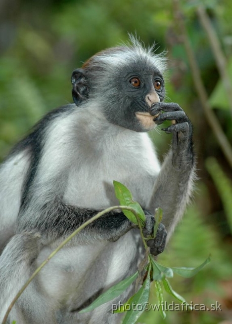 DSC_1113.JPG - Zanzibar Red Colobus Monkey (Piliocolobus kirkii), 2006