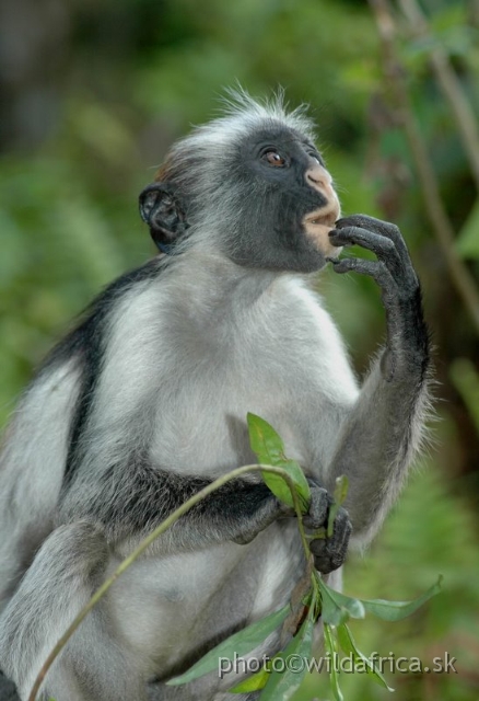 DSC_1114.JPG - Zanzibar Red Colobus Monkey (Piliocolobus kirkii), 2006