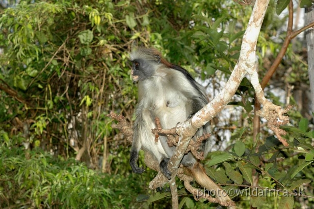 DSC_1116.JPG - Zanzibar Red Colobus Monkey (Piliocolobus kirkii), 2006