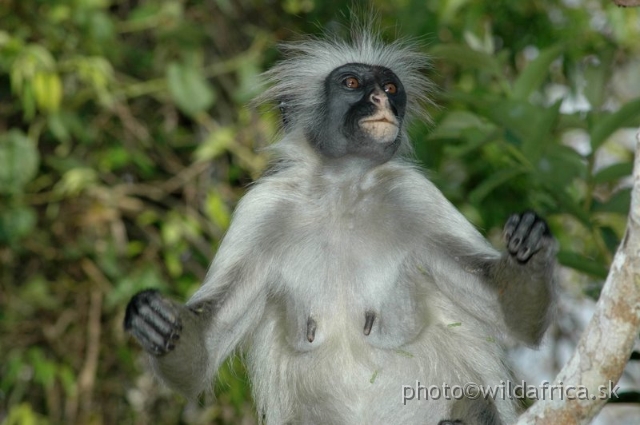 DSC_1121.JPG - Zanzibar Red Colobus Monkey (Piliocolobus kirkii), 2006