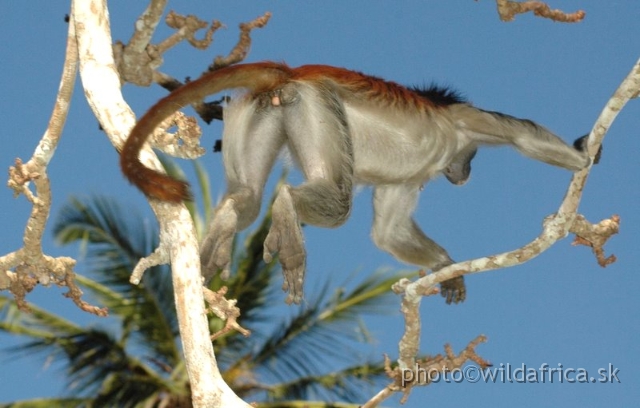 DSC_1122.JPG - Zanzibar Red Colobus Monkey (Piliocolobus kirkii), 2006