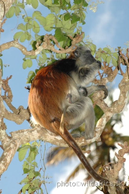 DSC_1123.JPG - Zanzibar Red Colobus Monkey (Piliocolobus kirkii), 2006