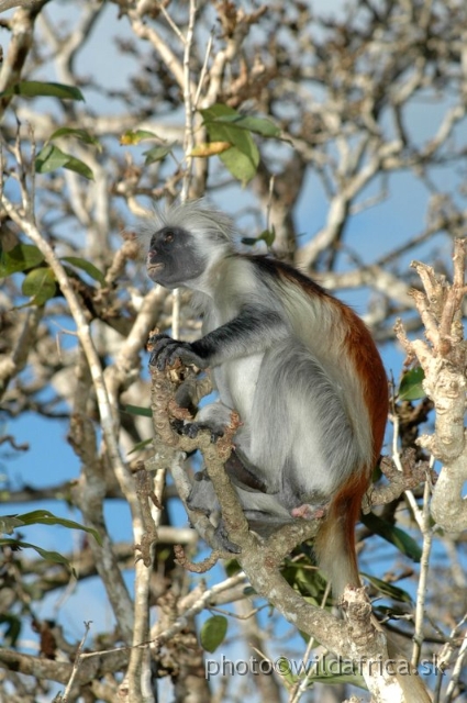 DSC_1124.JPG - Zanzibar Red Colobus Monkey (Piliocolobus kirkii), 2006