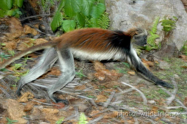 DSC_1126.JPG - Zanzibar Red Colobus Monkey (Piliocolobus kirkii), 2006