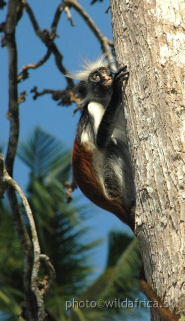 DSC_1130.JPG - Zanzibar Red Colobus Monkey (Piliocolobus kirkii), 2006