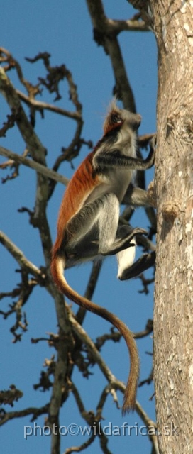 DSC_1131.JPG - Zanzibar Red Colobus Monkey (Piliocolobus kirkii), 2006