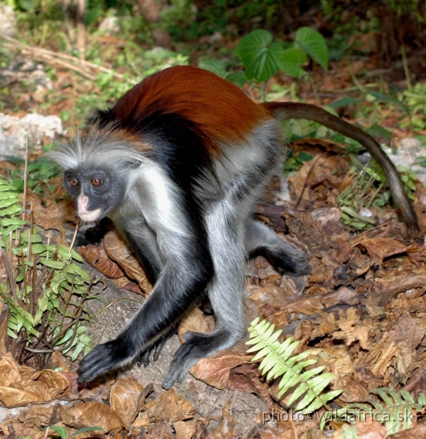 DSC_1133.JPG - Zanzibar Red Colobus Monkey (Piliocolobus kirkii), 2006