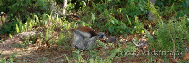 DSC_1134.JPG - Zanzibar Red Colobus Monkey (Piliocolobus kirkii), 2006