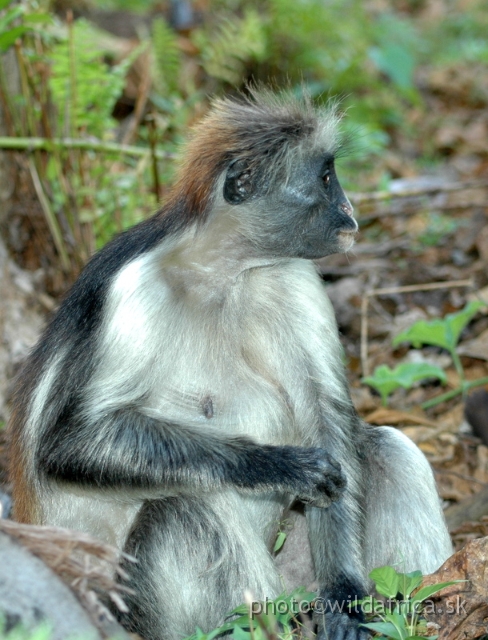 DSC_1136.JPG - Zanzibar Red Colobus Monkey (Piliocolobus kirkii), 2006