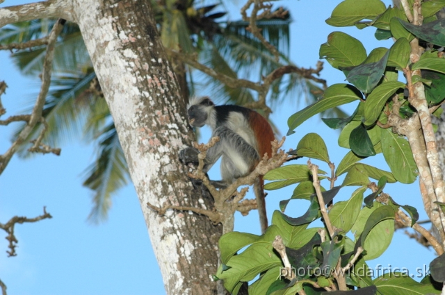 DSC_1137.JPG - Zanzibar Red Colobus Monkey (Piliocolobus kirkii), 2006