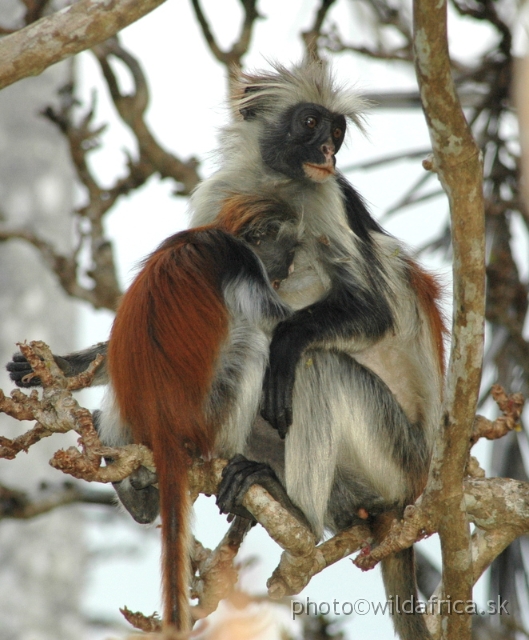 DSC_1139.JPG - Zanzibar Red Colobus Monkey (Piliocolobus kirkii), 2006