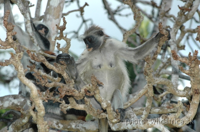 DSC_1143.JPG - Zanzibar Red Colobus Monkey (Piliocolobus kirkii), 2006