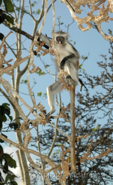 DSC_1146.JPG - Zanzibar Red Colobus Monkey (Piliocolobus kirkii), 2006