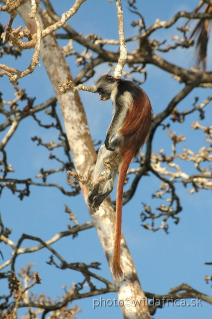 DSC_1148.JPG - Zanzibar Red Colobus Monkey (Piliocolobus kirkii), 2006