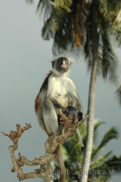 DSC_1149.JPG - Zanzibar Red Colobus Monkey (Piliocolobus kirkii), 2006