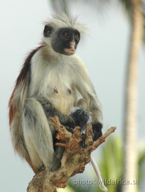 DSC_1151.JPG - Zanzibar Red Colobus Monkey (Piliocolobus kirkii), 2006