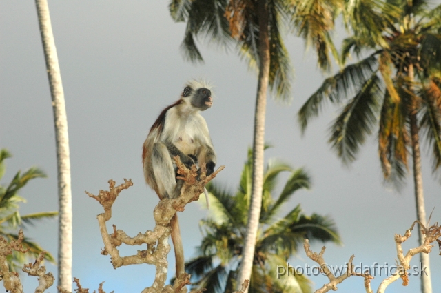 DSC_1154.JPG - Zanzibar Red Colobus Monkey (Piliocolobus kirkii), 2006