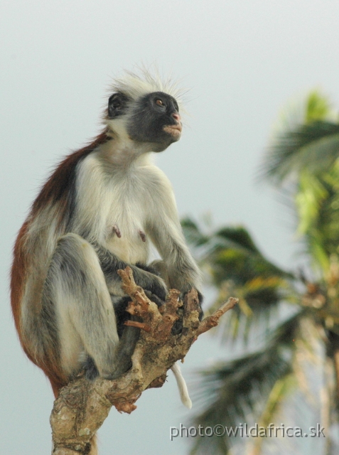 DSC_1157.JPG - Zanzibar Red Colobus Monkey (Piliocolobus kirkii), 2006
