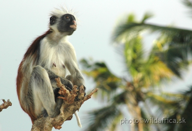 DSC_1158.JPG - Zanzibar Red Colobus Monkey (Piliocolobus kirkii), 2006