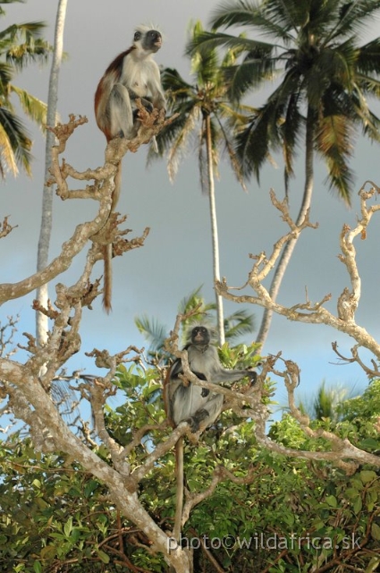 DSC_1159.JPG - Zanzibar Red Colobus Monkey (Piliocolobus kirkii), 2006