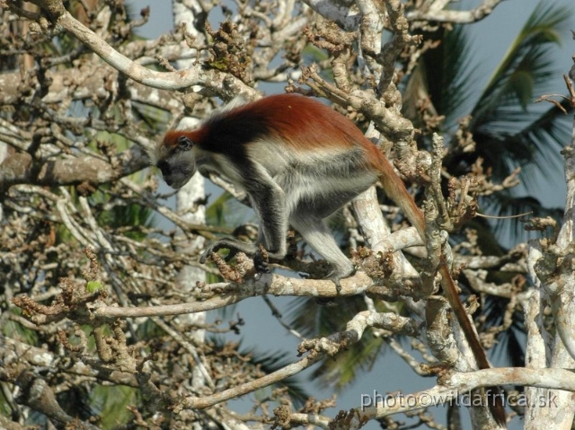 DSC_1160.JPG - Zanzibar Red Colobus Monkey (Piliocolobus kirkii), 2006