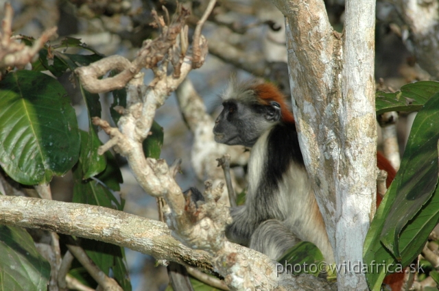 DSC_1162.JPG - Zanzibar Red Colobus Monkey (Piliocolobus kirkii), 2006