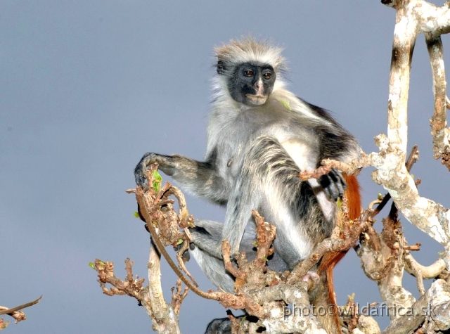 DSC_1163.JPG - Zanzibar Red Colobus Monkey (Piliocolobus kirkii), 2006