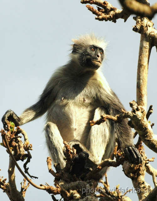 DSC_1164.JPG - Zanzibar Red Colobus Monkey (Piliocolobus kirkii), 2006