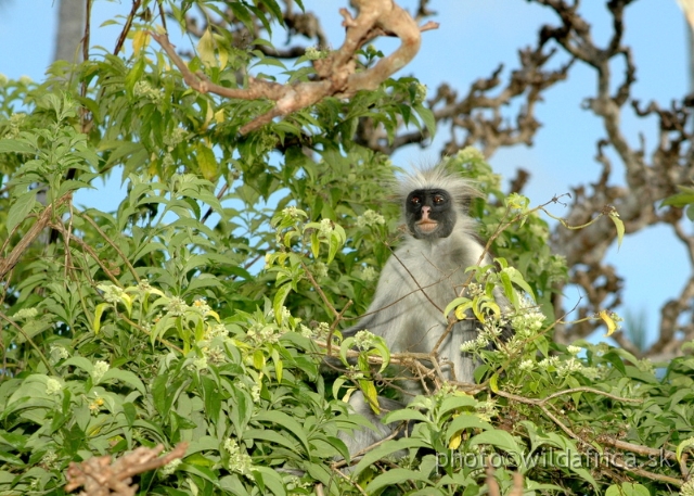DSC_1165.JPG - Zanzibar Red Colobus Monkey (Piliocolobus kirkii), 2006