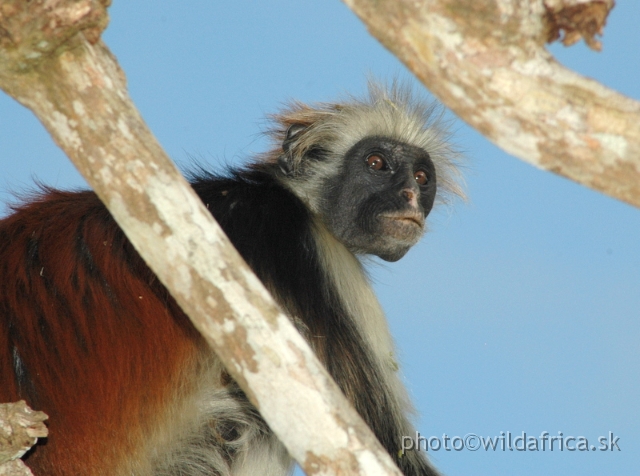 DSC_1167.JPG - Zanzibar Red Colobus Monkey (Piliocolobus kirkii), 2006