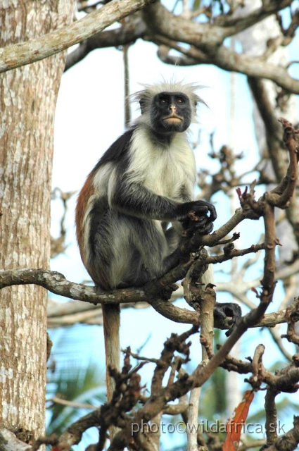 DSC_1169.JPG - Zanzibar Red Colobus Monkey (Piliocolobus kirkii), 2006