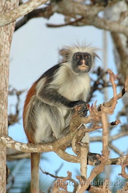 DSC_1171.JPG - Zanzibar Red Colobus Monkey (Piliocolobus kirkii), 2006