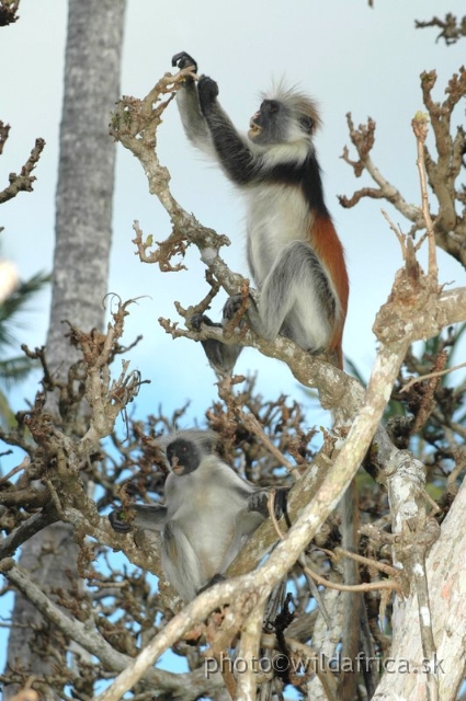 DSC_1175.JPG - Zanzibar Red Colobus Monkey (Piliocolobus kirkii), 2006