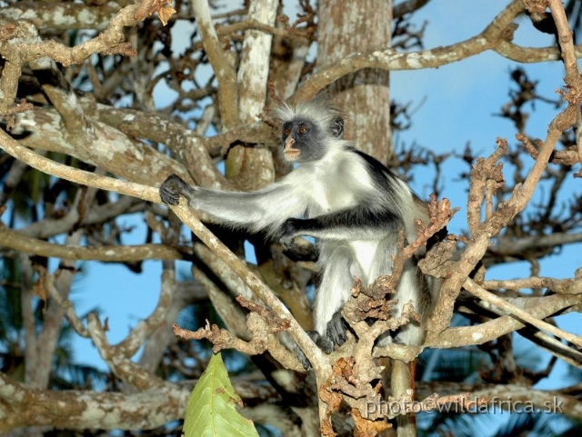 DSC_1176.JPG - Zanzibar Red Colobus Monkey (Piliocolobus kirkii), 2006