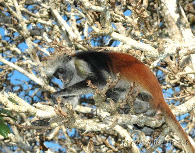 DSC_1181.JPG - Zanzibar Red Colobus Monkey (Piliocolobus kirkii), 2006